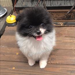 Rosie - Black parti female Pomeranian puppy in Boca Raton, Florida from Poms of The Shire