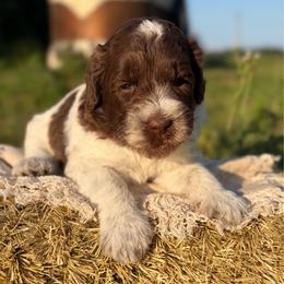 Dallas - Parti male Goldendoodle puppy in Zeeland, Michigan from Dandelion Lane Doodles