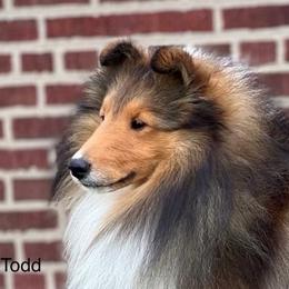 Todd - Shetland Sheepdog