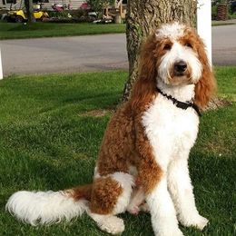 Morty-Bear - Goldendoodle