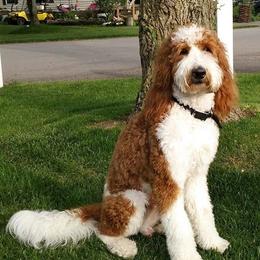 Morty-Bear - Goldendoodle