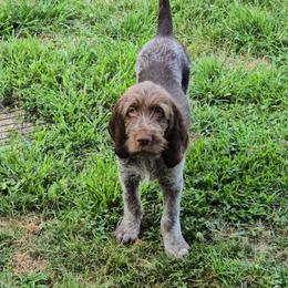Gordon Setter and Spinone Italiano Puppies from Spinsetters