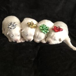 "Merry Christmas" Samoyed Puppies from Bluegrass Samoyeds