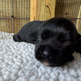 Ziggy - Black male Cocker Spaniel puppy in Lake, Mississippi from MGs Cockers