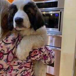 Pyrenean Mastiff All Grown Up from Bella Dulce