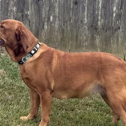 Labrador Retrievers from Deep South Labrador Retrievers LLC