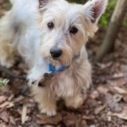 Girl 3 - White female West Highland White Terrier puppy in Boaz, Alabama from Creekside Westies