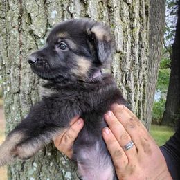 German Shepherd Puppies from Fern Hill Kennel