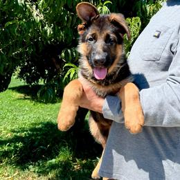 Yellow collar - Black and red female German Shepherd puppy in Stockton, California from Zaragoza German Shepherds
