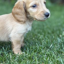 Cupcake - Cream male Dachshund puppy in Vancouver, Washington from Cascade Minis