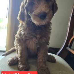 Goldendoodle Puppies from Miriam Williams
