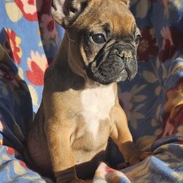 Girl 4 - French Bulldog puppy in Monterey, Louisiana from McaysKennels