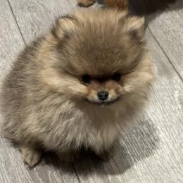 Pomeranian Puppies from Lori’s Precious Poms