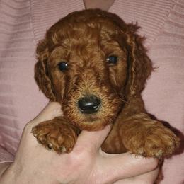 Poodles from Lavender's Stunning Standards