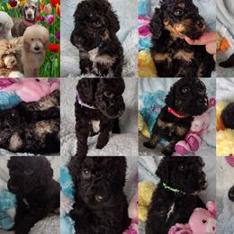 Poodle Puppies from Majestic Royalty Poodles
