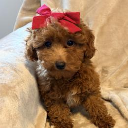 Maple - Red  female Poodle puppy in Queens, New York from Pawfect Soul Puppies