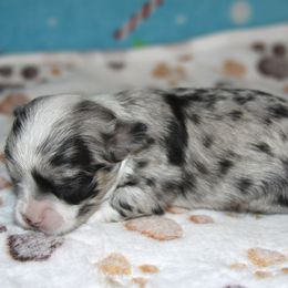 Bravo - Merle male Chihuahua puppy in Madill, Oklahoma from Tiddlewink Chi's