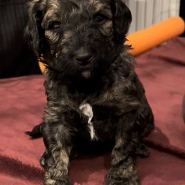 Boy 1 - Poodle puppy in Wildomar, California from Pounds Puppies Poodles