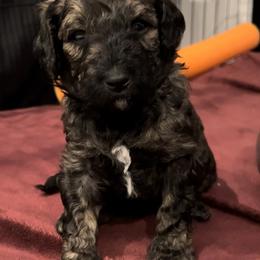 Boy 1 - Poodle puppy in Wildomar, California from Pounds Puppies Poodles