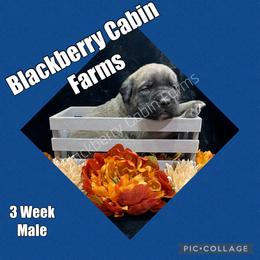 Mastiff Puppies from Blackberry Cabin Farm