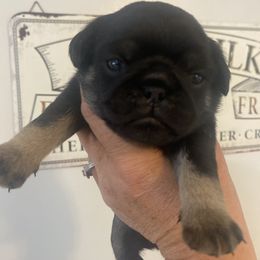 Oreo - Black male Pug puppy in Ridgefield, Washington from Cupid’s Pugs