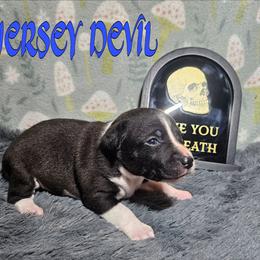 Jersey Devil (JD) - Black and white male Rat Terrier puppy in Lynn, Alabama from Cryptic Rat Terriers