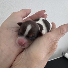 Chestnut - Chocolate, tan and white male Yorkshire Terrier puppy in West Fargo, North Dakota from A Yorkie Tale