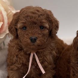 Cavapoos and Goldendoodles from 406springhilldoodles