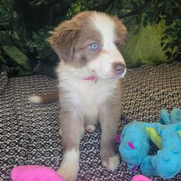 Dylan - girl - Lilac merle female Border Collie puppy in Fenton, Michigan from Darrowby Border Collies