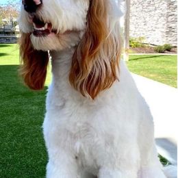 Goldendoodles and Poodles from Glamorous Poodles of Tampa