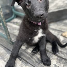 German Shepherd Puppies from Nosey Shepherds