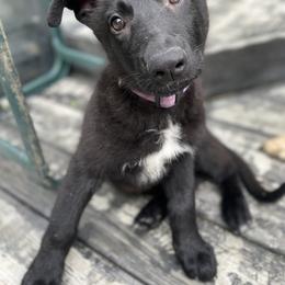 German Shepherd Puppies from Nosey Shepherds