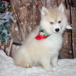 Flounder - Silver and white male Pomsky puppy in Centerville, Iowa from LJ Kennels Pomskies, LLC