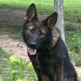 Derby - German Shepherd