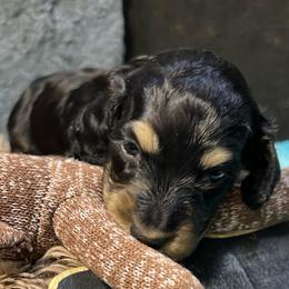 Basil-Boy 2 - Black and cream male Dachshund puppy in Bigfork, Minnesota from Dachshunds Up North
