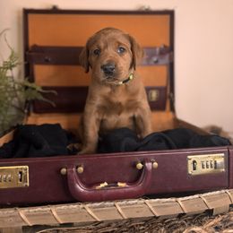 Aidan, 7th pick male - Yellow Labrador Retriever puppy in Rocky Top, Tennessee from Rocky Top Retrievers and Ranch