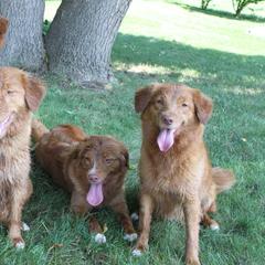 Nova Scotia Duck Tolling Retriever All Grown Up from Dtails Tollers