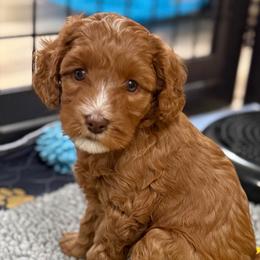 Tinsel - Caramel red female Australian Labradoodle puppy in Oregon from Forever Loyal Labradoodles