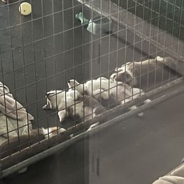 Pembroke Welsh Corgi Puppies from Dog Creek Corgis