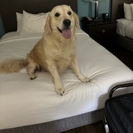 Kori - Goldendoodle puppy from ADreamcatchers Doodles