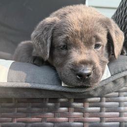 Baloo- Lime Green - Charcoal male Dilute Retriever puppy in Marion, Illinois from Summer Lovin’ Labradors of Southern Illinois