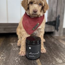 Poodle Puppies from The Peaks Premium Poodles