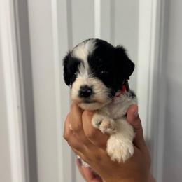 Moana - Red Girl - Parti female Miniature Schnauzer puppy in Oneonta, Alabama from Murphree Valley Kennels