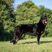 Sonny - Beauceron
