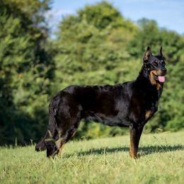 Sonny - Beauceron