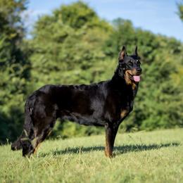 Sonny - Beauceron