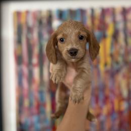 Wally - Cream male Dachshund puppy in Coatesville, Indiana from ADH Dachshunds