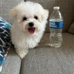 Teddy - White male Maltese puppy in Dallas, Texas from Dallas Darling Maltese