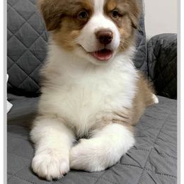 "Sweet girl available now.    3-4-2022" Australian Shepherd Puppies from Cedar Hill Australian Shepherds