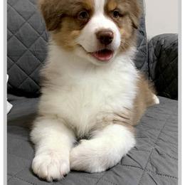 "Sweet girl available now.    3-4-2022" Australian Shepherd Puppies from Cedar Hill Australian Shepherds
